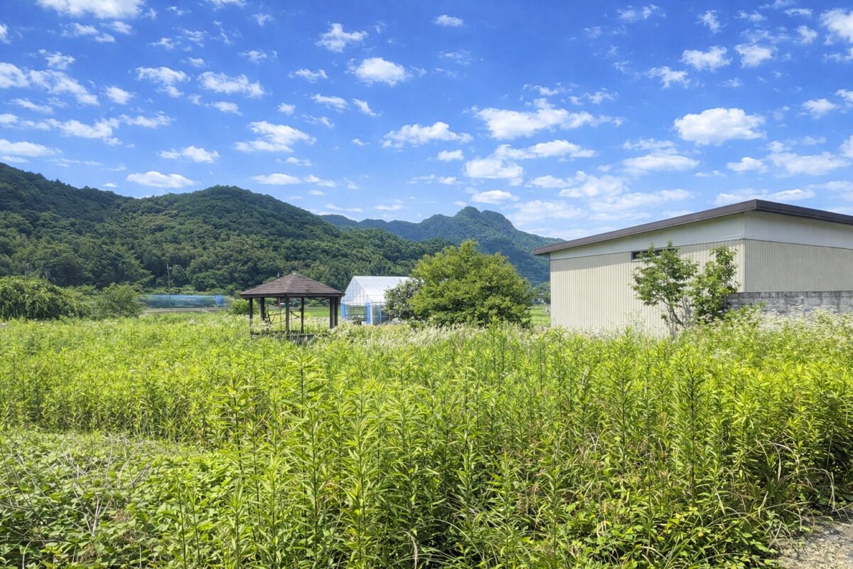 House in Tanba, Hyogo: photo 5